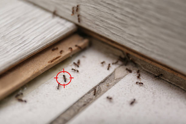 Best Cockroach Control Services  in Jacksonville, AR