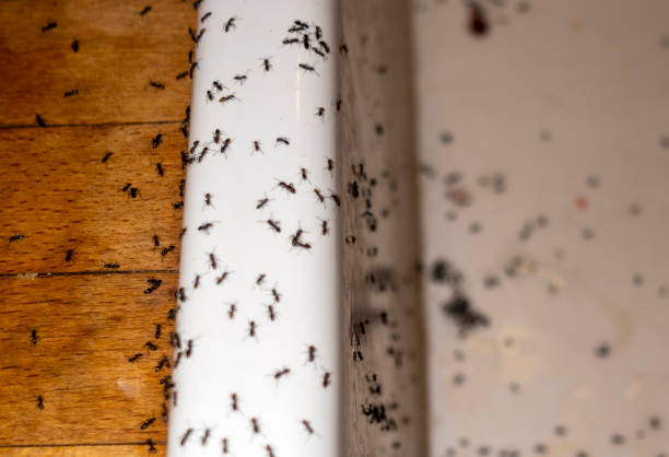 Best Pest Prevention Services  in Jacksonville, AR