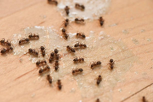 Best Affordable Pest Control Services  in Jacksonville, AR